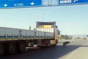 Şehre inen domuz, zor anlar yaşattı
