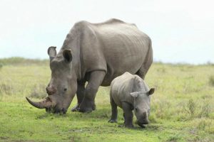 Nepal Çin'e gergedan hediye etti