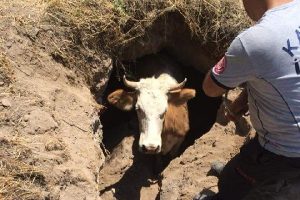 Çukura düşen ineği itfaiye kurtardı