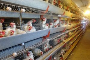 Keskinoğlu Tavukçuluk'tan konkordato açıklaması