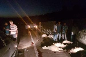 Bursa'da otomobil koyun sürüsüne daldı, 14 koyun telef oldu