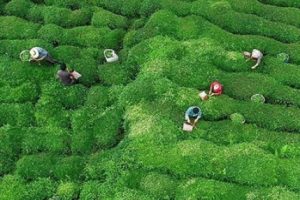 Doğu Karadeniz'den 6 ayda 2,3 milyon dolarlık çay ihracatı