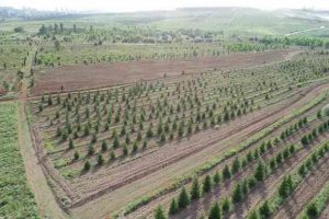 Atatürk Orman Çiftliği ile Orman Genel Müdürlüklerinin yapısında düzenleme