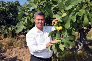 Taze incir hasadına başlandı