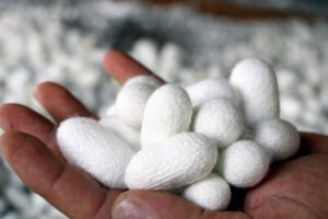 Terör bitti ipek böcekçiliği üretimi hayat buldu!