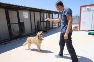 Otomobilin tamponuna bağlanan köpeğe belediye sahip çıktı