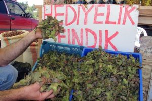 Yaş fındık pazara indi