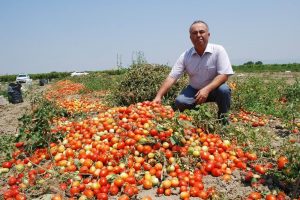 Salçalık domatesin ekimi yüzde 50 düştü