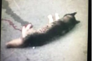 Sokak köpeğini av tüfeğiyle öldürdü