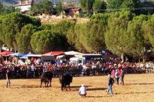 Sahipleri boğalardan daha öfkeli çıktı!
