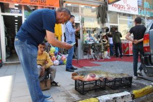 Dev yayın balığı görenleri şaşırttı