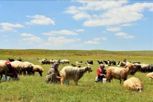 Terör temizliği yaylaları ekonomiye kazandırdı