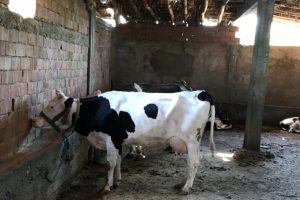 Eski hükümlüler hayvancılığa başladı
