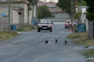 Mahallenin kedilerini muhtar yolu bekliyor!