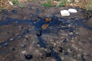 Zift dolu çukura düşen köpek öldü
