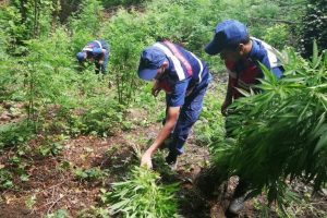 Sakarya'da 605 kök hint keneviri ele geçirildi