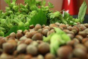 Ordu'da fındık hasadı 29 Temmuz'da başlayacak