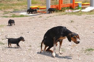 Köpek yavruları yaralı annelerinin başından ayrılmadı