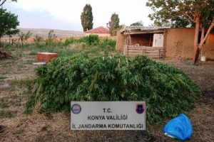 4 bin 350 kök hint keneviri ele geçirildi