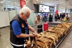 Valizini unuttu, içindekiler dudak uçuklattı!