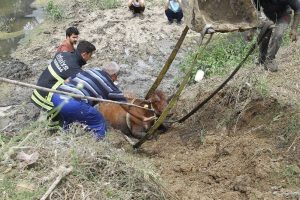 Dereye batan inek bir buçuk saatte kurtarıldı