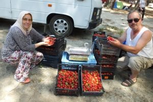 Kazdağı çileği üreticileri sevindirdi