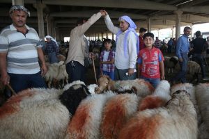 Besicilerin umudu kurbanlıklar pazara indi