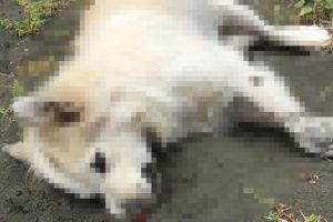 10'a yakın sokak köpeği ölü bulundu, soruşturma başlatıldı