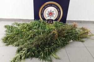 Bursa'da ipteki çamaşırların ceplerine uyuşturucu saklayıp, saksılarda kenevir yetiştirmişler