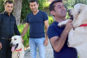 Köpeğini bulana tatil ödülü verecekti, bulan kişi bakın ne istedi!