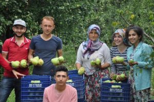 Bursa İnegöl'de armut hasadı sancılı başladı