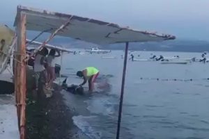 Bursa Gemlik'te karaya vuran yunus balığını doğradılar!