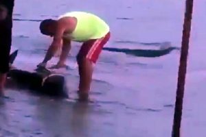 Bursa'da sahile vuran ölü yunusun bıçakla kesildiği iddiasına inceleme