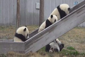 Pandalara karekterlerine uygun isim aranıyor