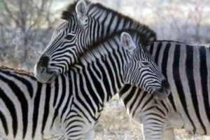 Mısır'da 'Zebra görünümlü eşek' olay oldu