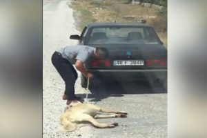 O caninin cezası belli oldu