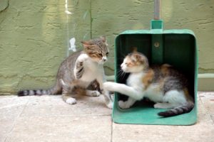 Hayvanseverler kedi parkı kurdu