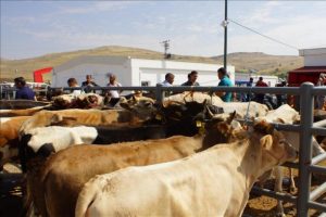 Dermenci: 'Dişi hayvanlar kurban pazarına girmeyecek'