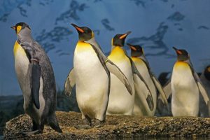 Kral penguenlerinin sayısında büyük düşüş yaşanıyor!