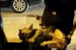 Sürücü fark etti itfaiye kurtardı