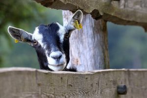 8 kişi hamile keçiye tecavüz ederek öldürdü