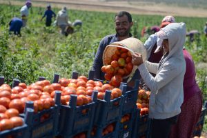 Kilis'te domates hasadı başladı