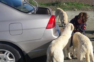 Sokak hayvanlarının gönüllü elçileri