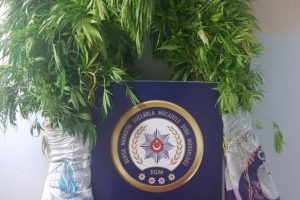 Jandarma'dan kenevir operasyonu