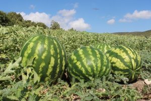 Hatay karpuzu, Adana karpuzuna rakip oldu