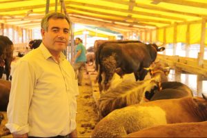 Bursa'da kurbanlıklar yeni yerinde alıcılarını bekliyor