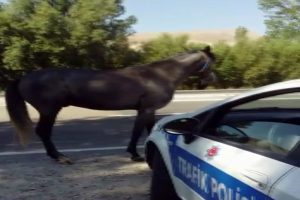 Polis memurlarının 'at' şaşkınlığı
