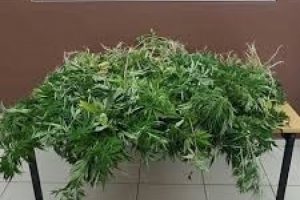 110 kök hint keneviri ele geçirildi