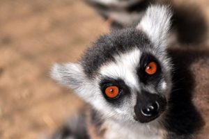 Lemur türlerinin çoğunun nesli tükenme tehlikesinde