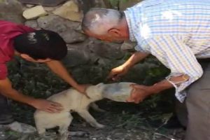 Kafası pet şişeye giren köpek için seferberlik